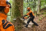 Фото Бензопилы STIHL профессиональные